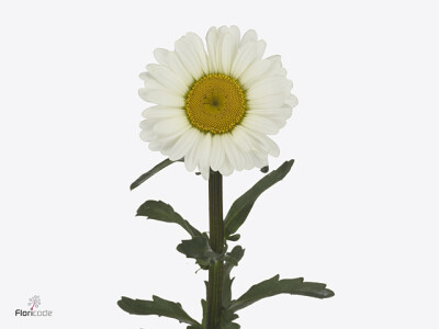 Leucanthemum vulgare 'Rovers White'