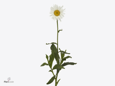 Leucanthemum vulgare 'Lucky Spider'