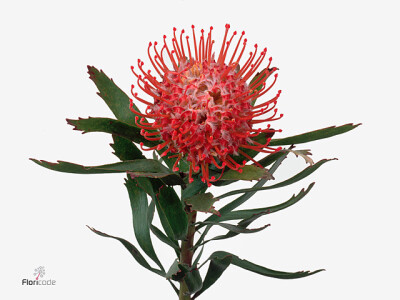 Leucospermum cordifolium 'Tango'