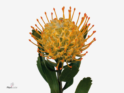 Leucospermum conocarpodendron 'Goldie'