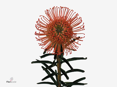 Leucospermum cordifolium 'Succession'