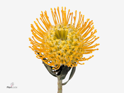 Leucospermum cordifolium 'Catherina'