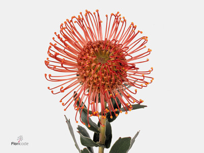 Leucospermum cordifolium 'Sunrise'