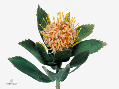 Leucospermum cordifolium 'Veldfire'