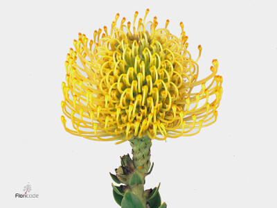 Leucospermum cordifolium 'High Gold'