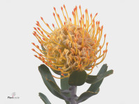 Leucospermum 'Partridge'