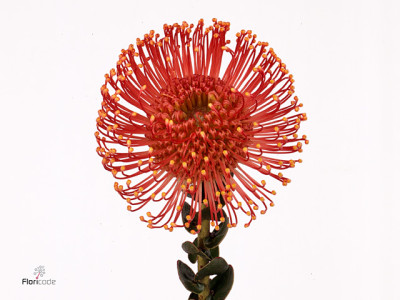 Leucospermum 'Vlam'