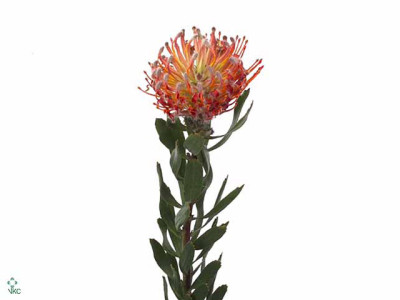 Leucospermum 'Scarlet Ribbon'