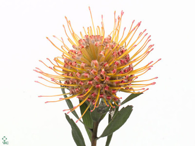 Leucospermum 'Spider'