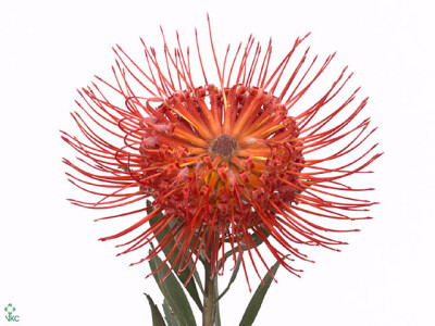 Leucospermum cordifolium 'Ito'