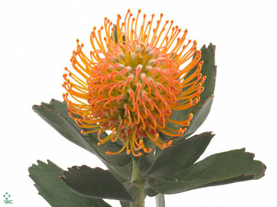 Leucospermum 'Soleil'