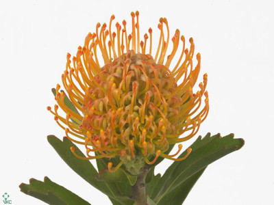 Leucospermum 'Jelena'