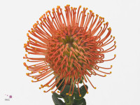 Leucospermum 'Themba'