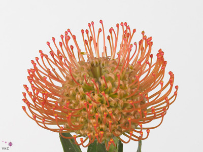 Leucospermum 'Nikki Umali'