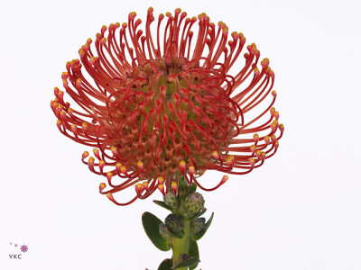 Leucospermum cordifolium 'Emily'