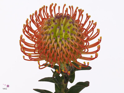 Leucospermum cordifolium 'Neena'