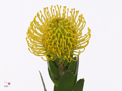 Leucospermum 'Super Gold'