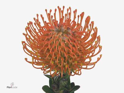 Leucospermum Ayoba Orange