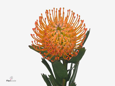 Leucospermum Ayoba Sun