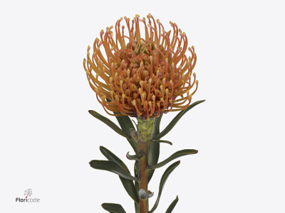 Leucospermum lineare Ayoba Peach