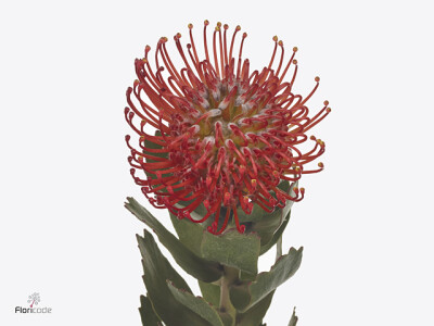 Leucospermum Ayoba Red