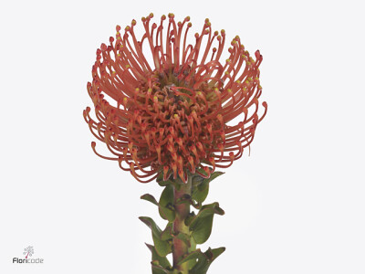 Leucospermum Ayoba Mandarin Zest