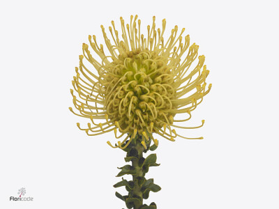 Leucospermum Ayoba Gold