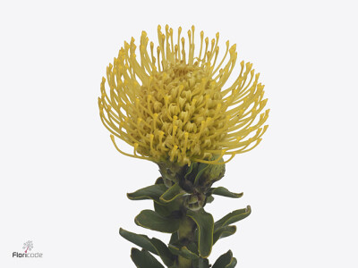 Leucospermum Ayoba Yellow