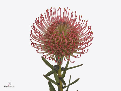 Leucospermum Ayoba Pink