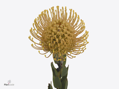 Leucospermum Ayoba Apricot Amber