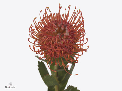 Leucospermum 'Crimson'