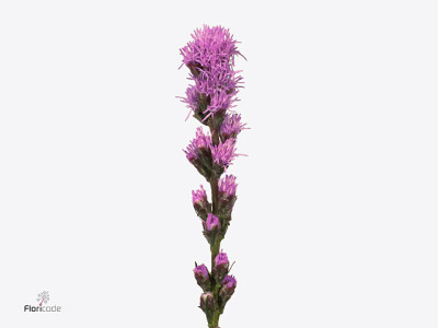 Liatris 'Blue Bird'