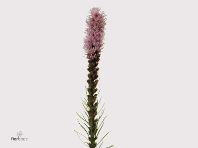 Liatris spicata 'Callilepis'