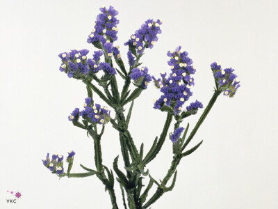 Limonium sinuatum 'Blue Birds'