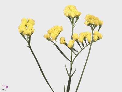 Limonium sinuatum Crystal Yellow