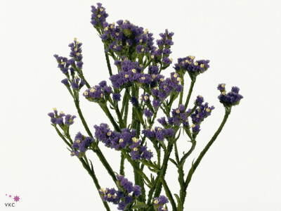 Limonium sinuatum 'Blue Magic'