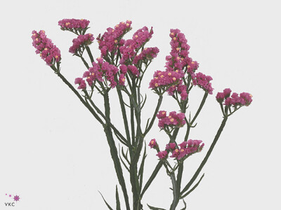 Limonium sinuatum Cherry Wings