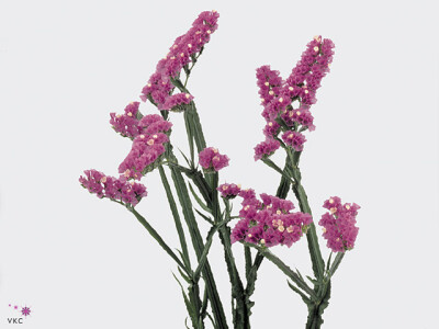 Limonium sinuatum 'Crystal Pink'