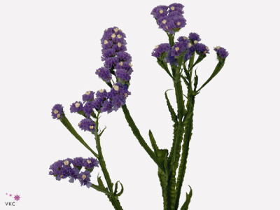 Limonium sinuatum 'Crystal Dark Blue'