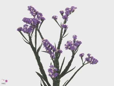 Limonium sinuatum 'Blue Sky'