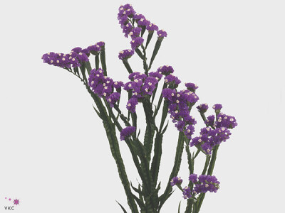 Limonium sinuatum Purple Wings