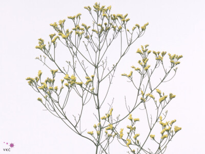 Limonium sinense Yellow Diamond