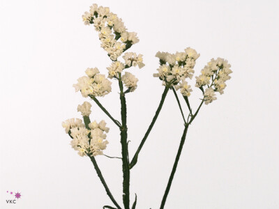 Limonium sinuatum Snow Birds