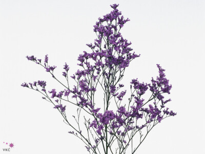 Limonium Montana