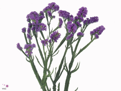 Limonium sinuatum 'Blue Star'