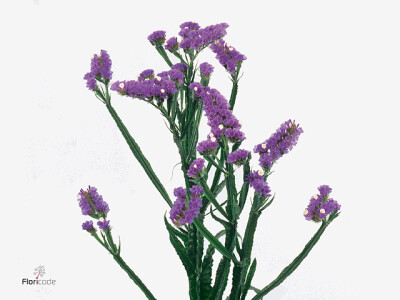 Limonium sinuatum 'Crystal Light Blue'