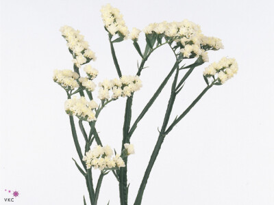 Limonium sinuatum White Starlight Wings