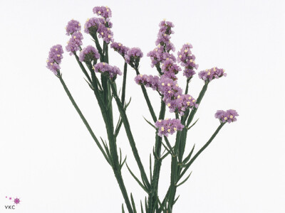 Limonium sinuatum New Happy Wings