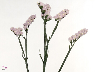 Limonium sinuatum Crystal Lilac