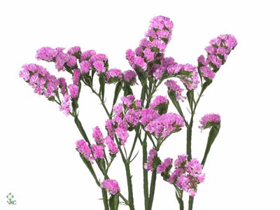 Limonium sinuatum 'Sinuet Pink'